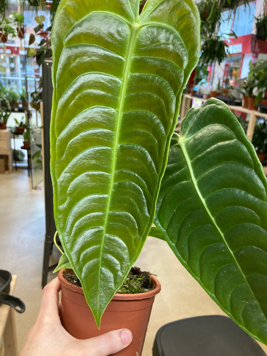 Anthurium Veitchii
