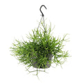 Rhipsalis Heteroclada