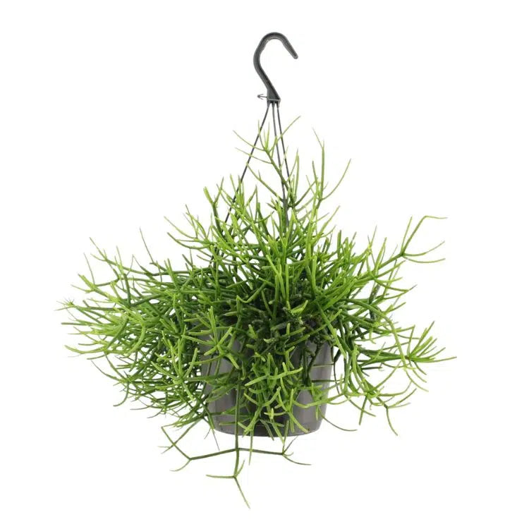 Rhipsalis Heteroclada
