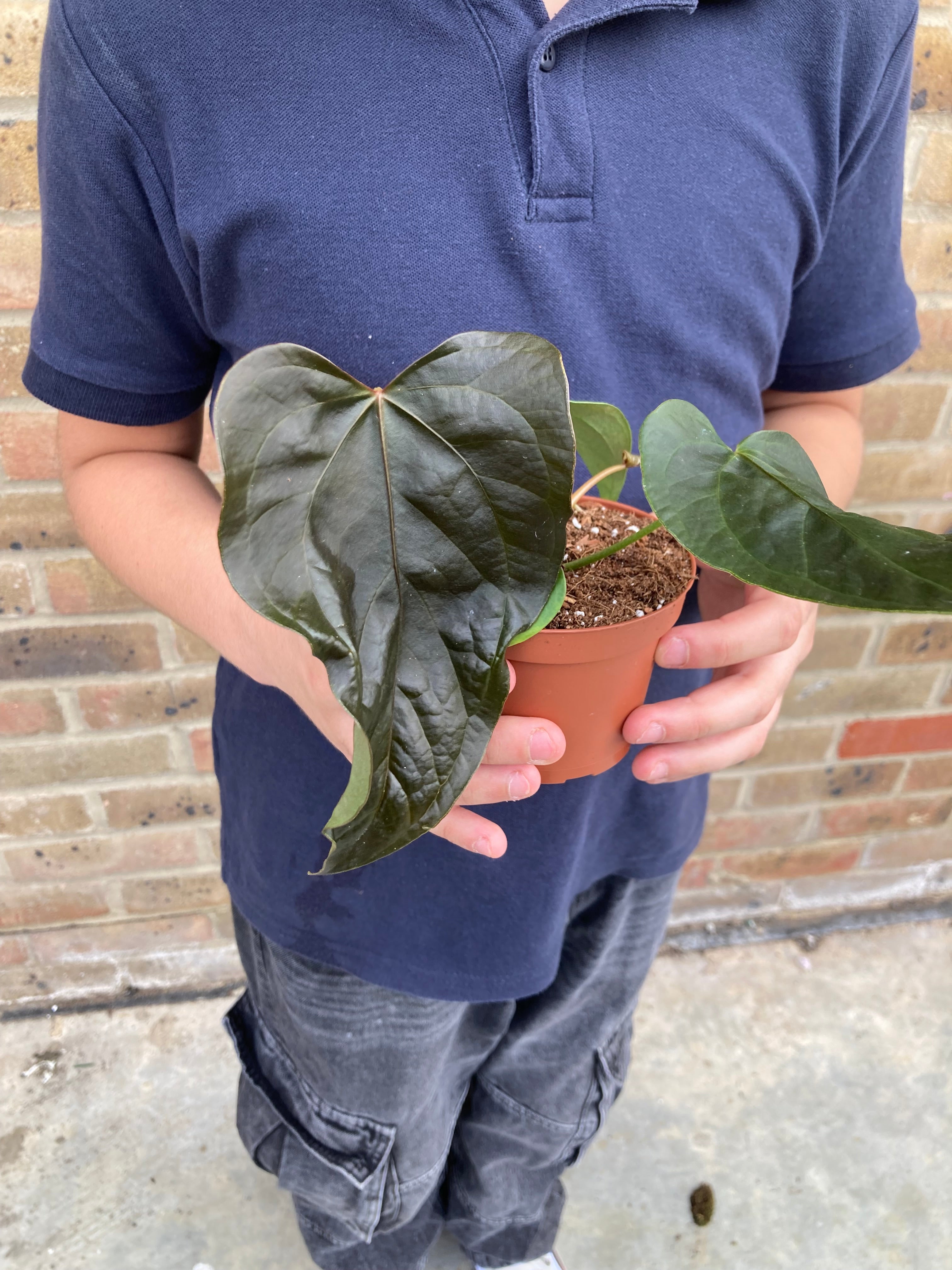 Anthurium Queen of Hearts 12Ø