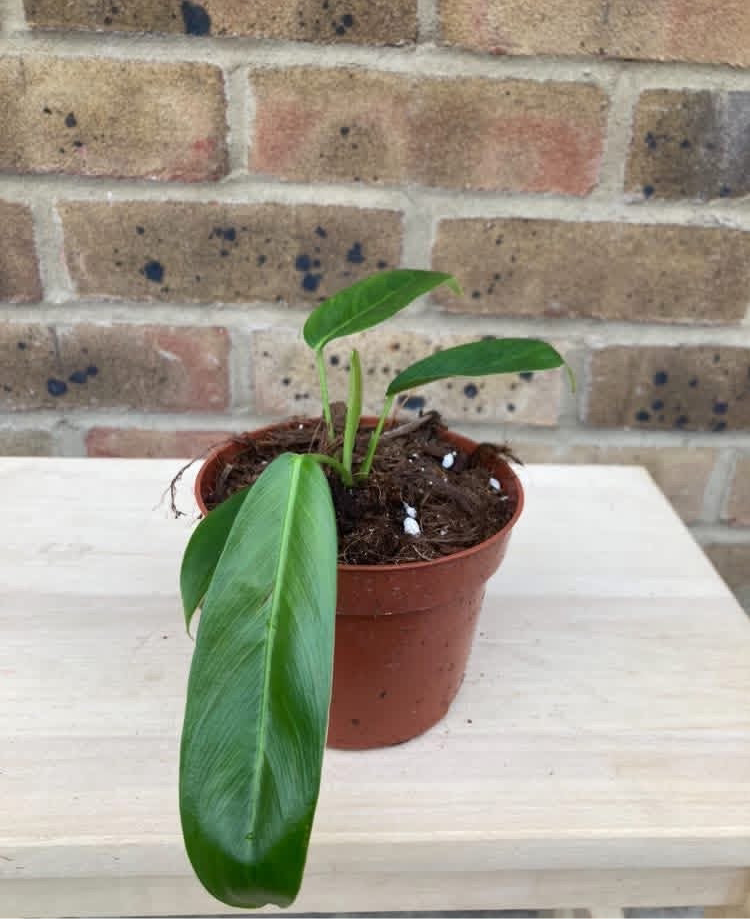 Philodendron Patriciae