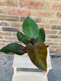 Philodendron Red Sun