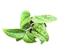 Scindapsus Green Army