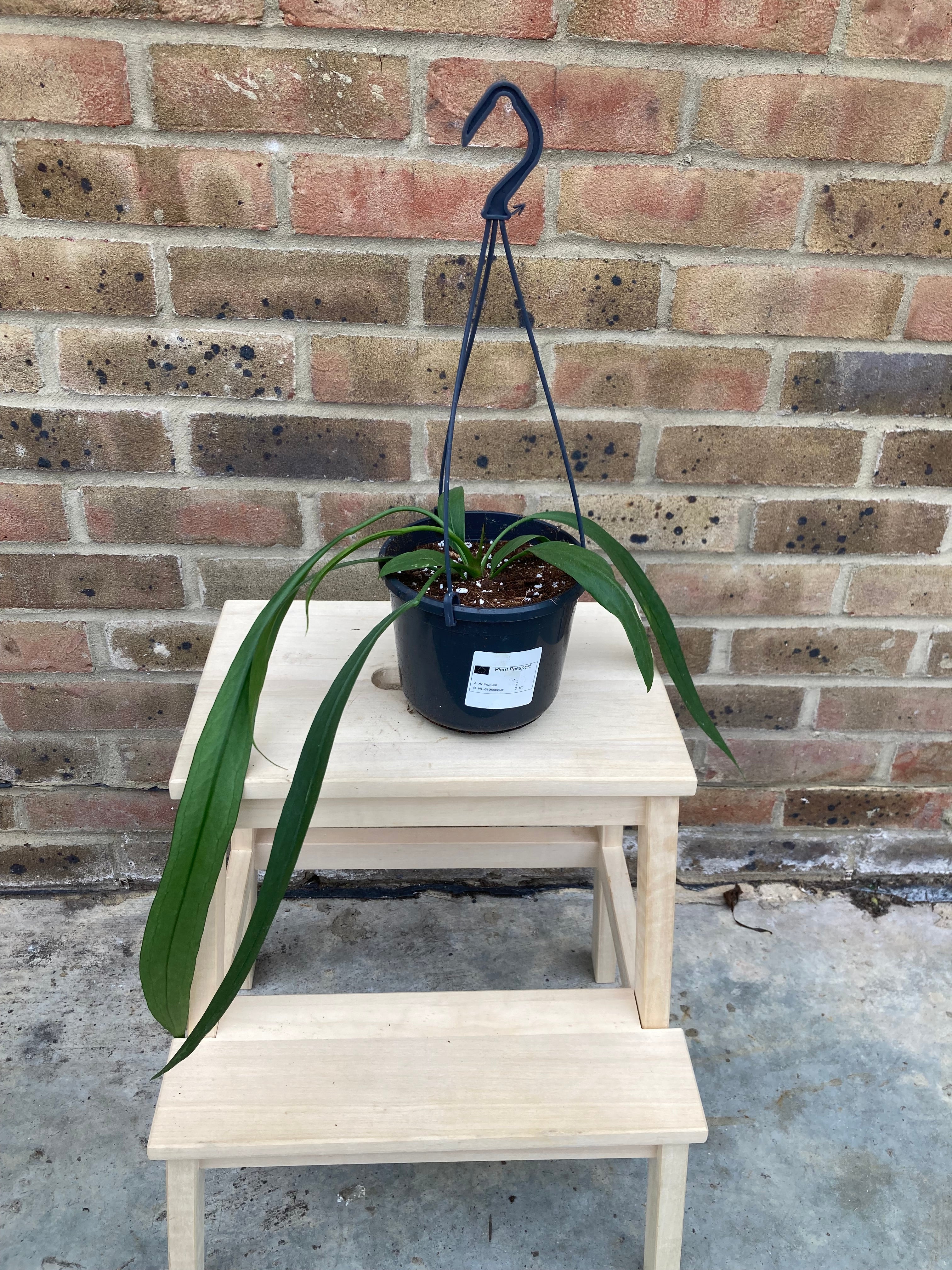 Anthurium Vittariflorum