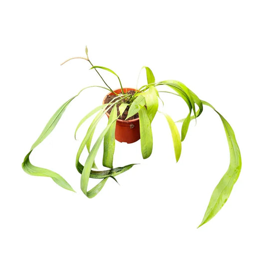 Anthurium Vittariifolium