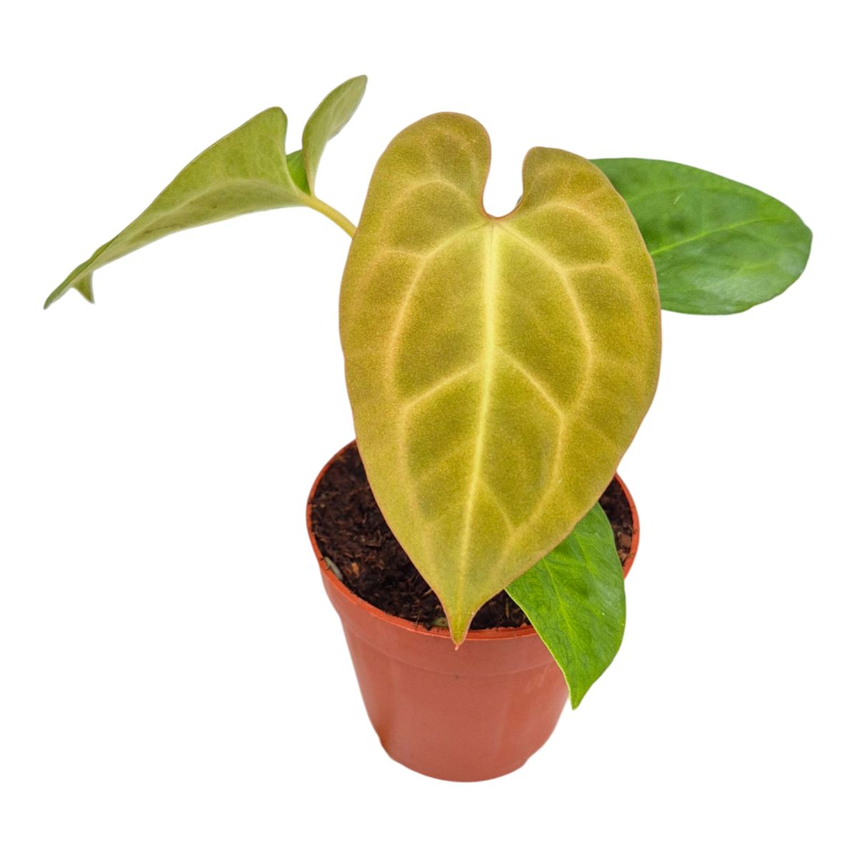 Anthurium King of Spades x Forgetii x Goliath