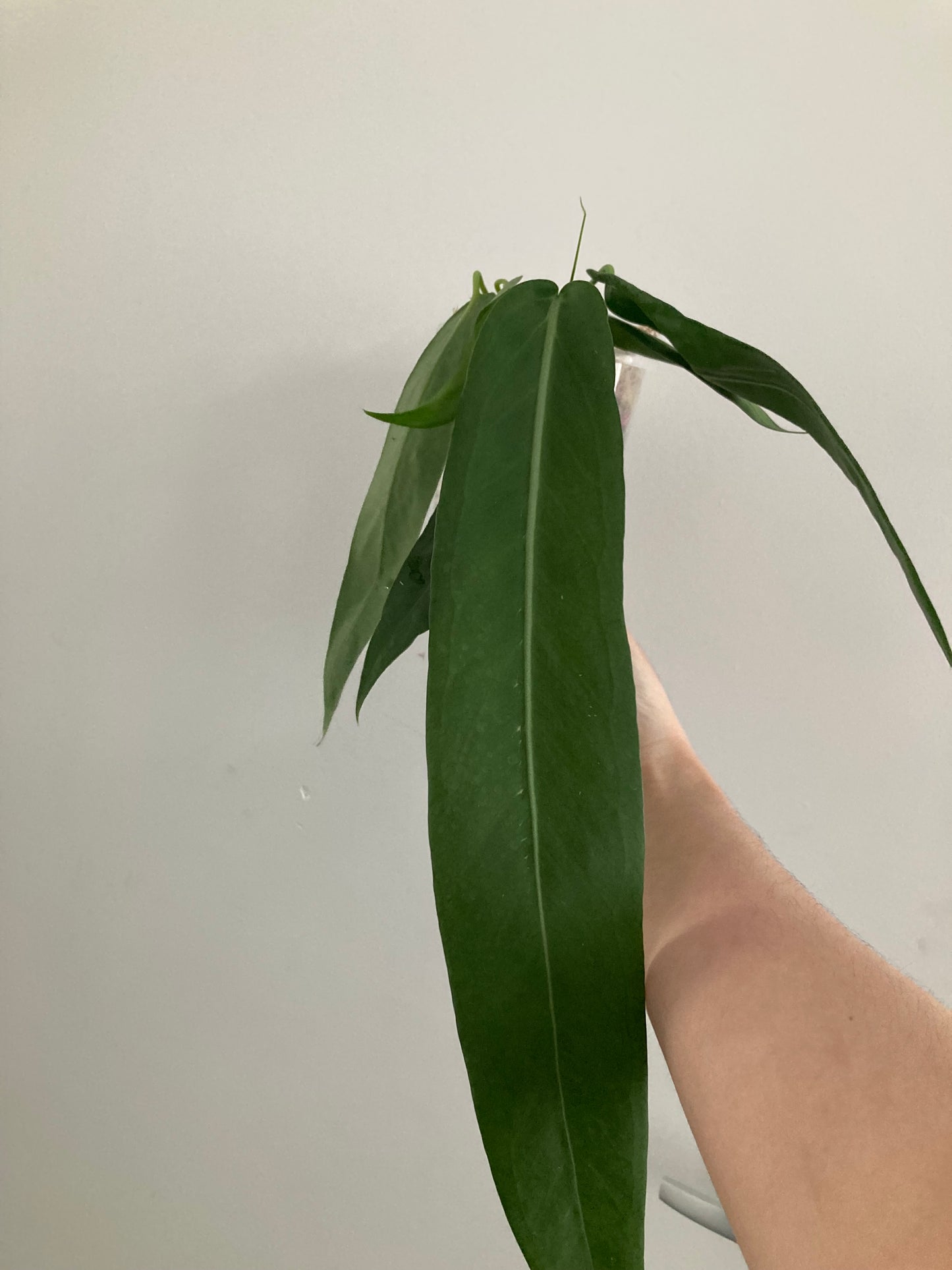 Anthurium Pallidiflorum - PRE ORDER-