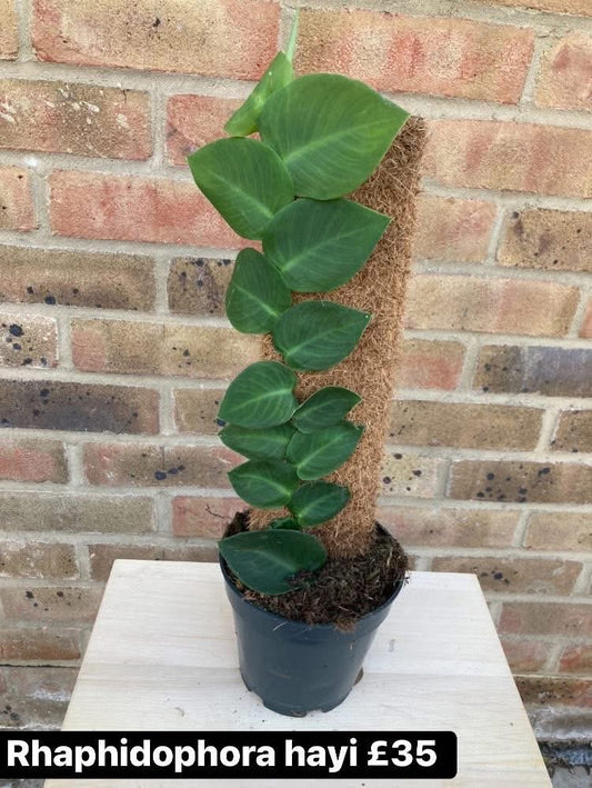 Rhaphidophora  Hayi