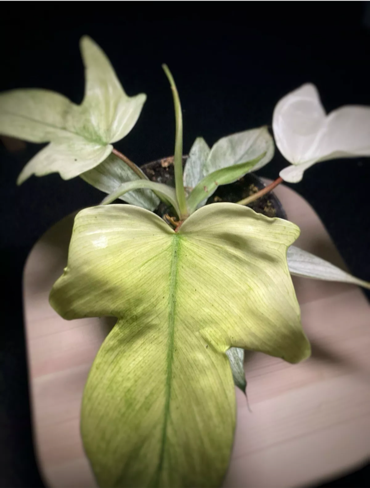 Philodendron Flordia Ghost