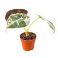 Alocasia Black Velvet Variegated