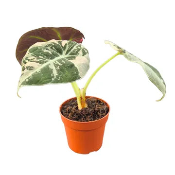 Alocasia Black Velvet Variegated