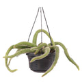 Cleistocactus winteri