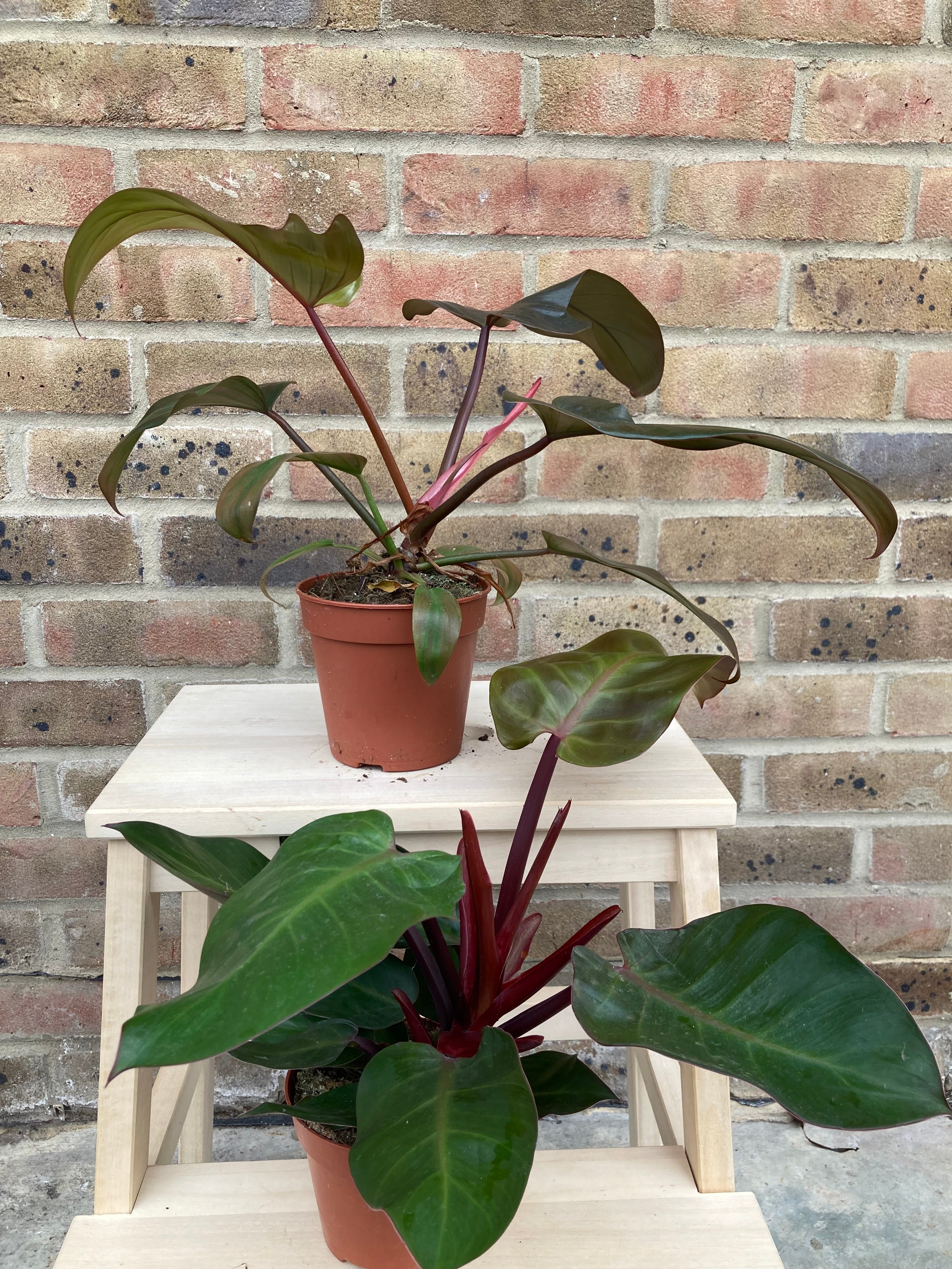 Philodendron bundle