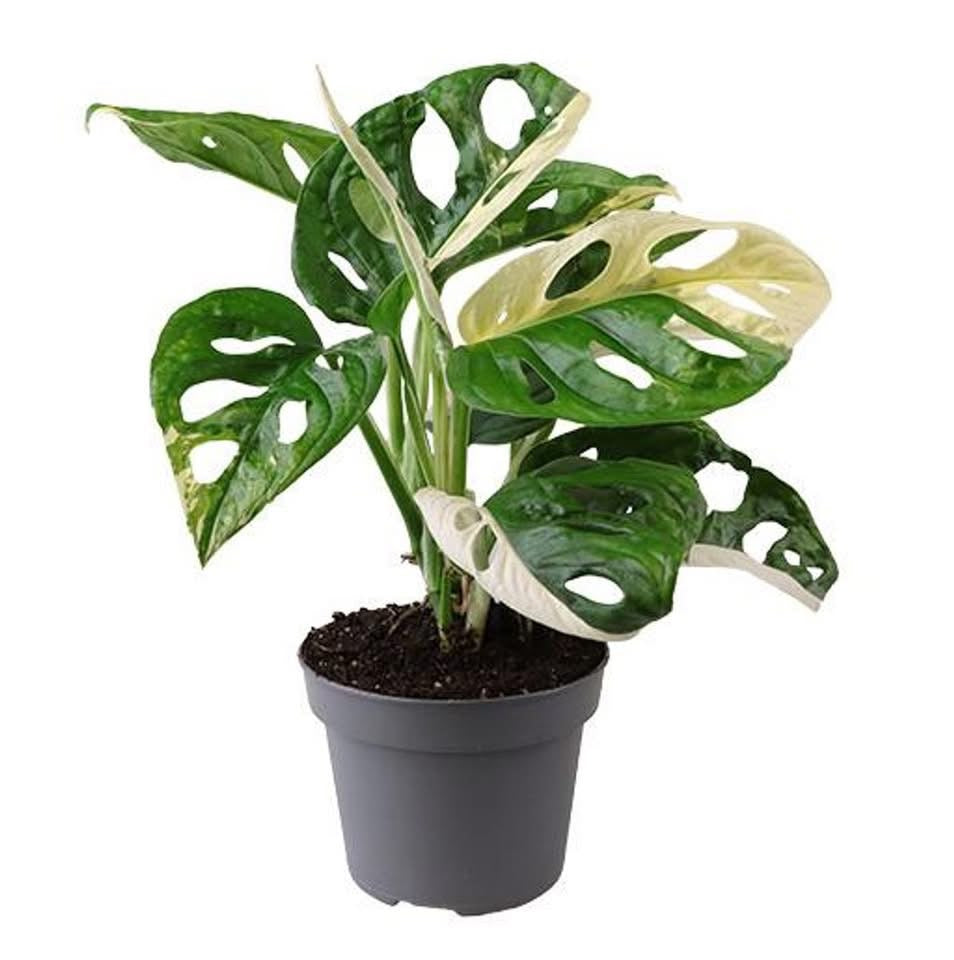 Monstera Adansonii Variegated