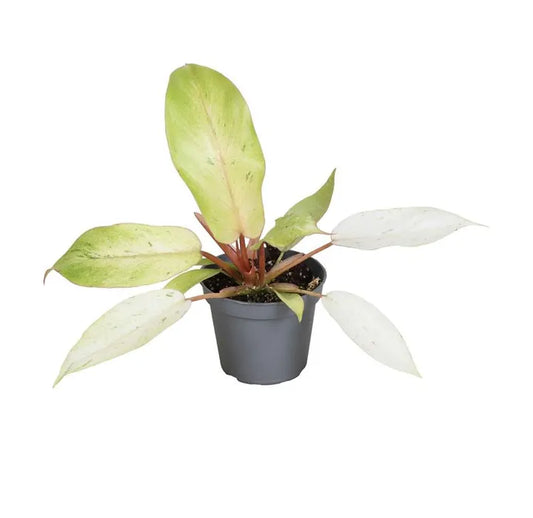 Philodendron ‘Snowdrift’