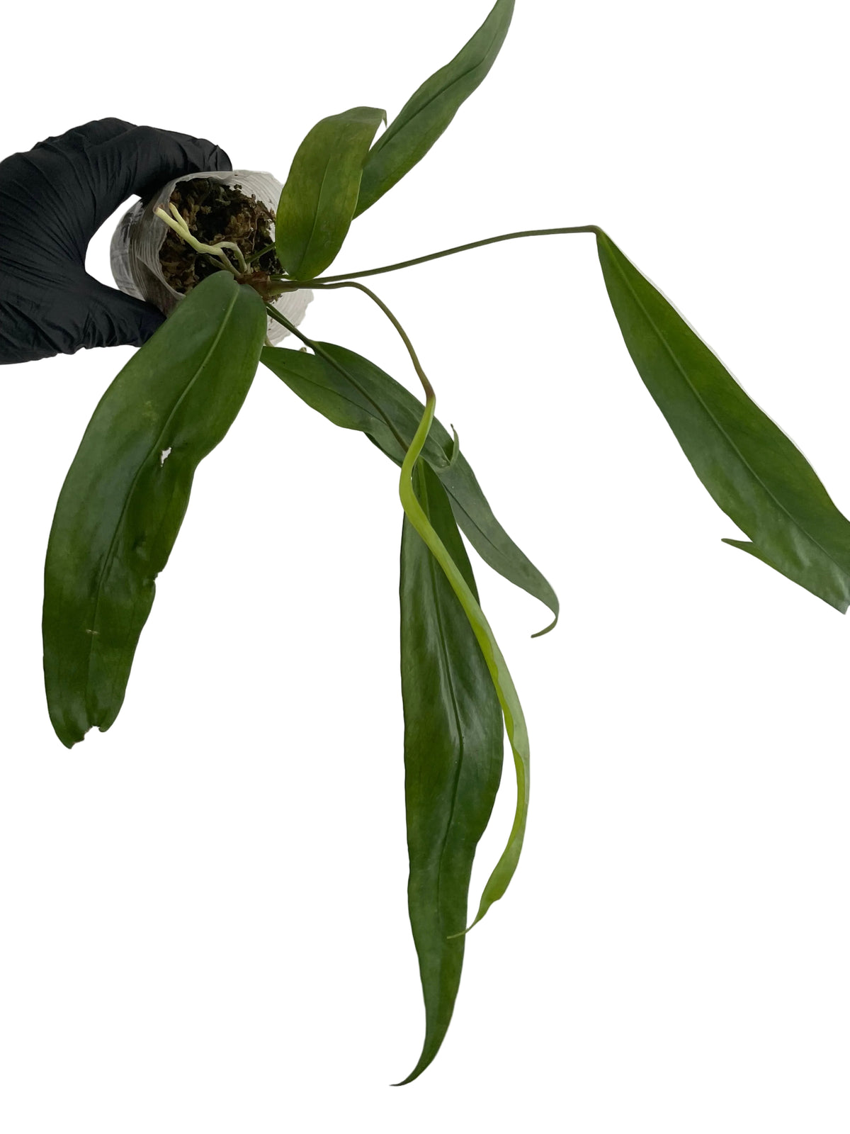 Anthurium Pendens