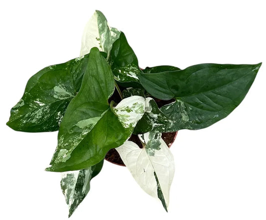 Syngonium podophyllum 'Albo