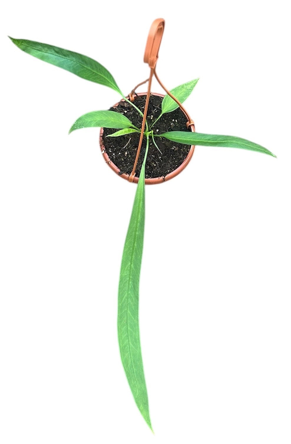 Anthurium Vittarifolium (P14)