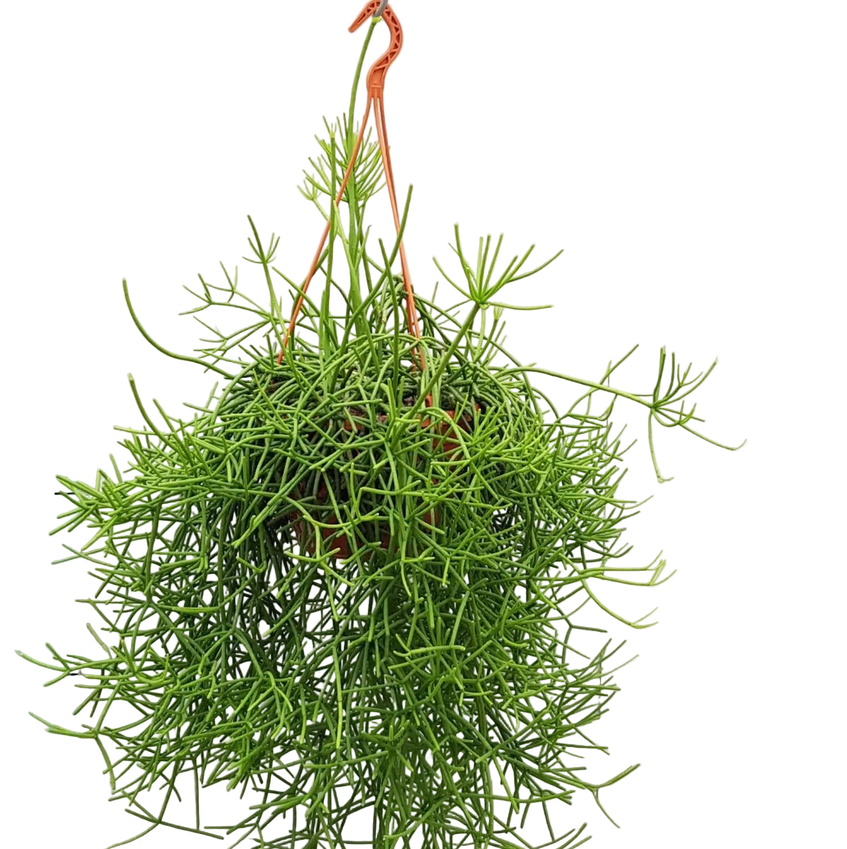 Rhipsalis Heteroclada