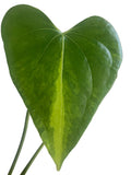 Anthurium  Pterodactyl Variegated