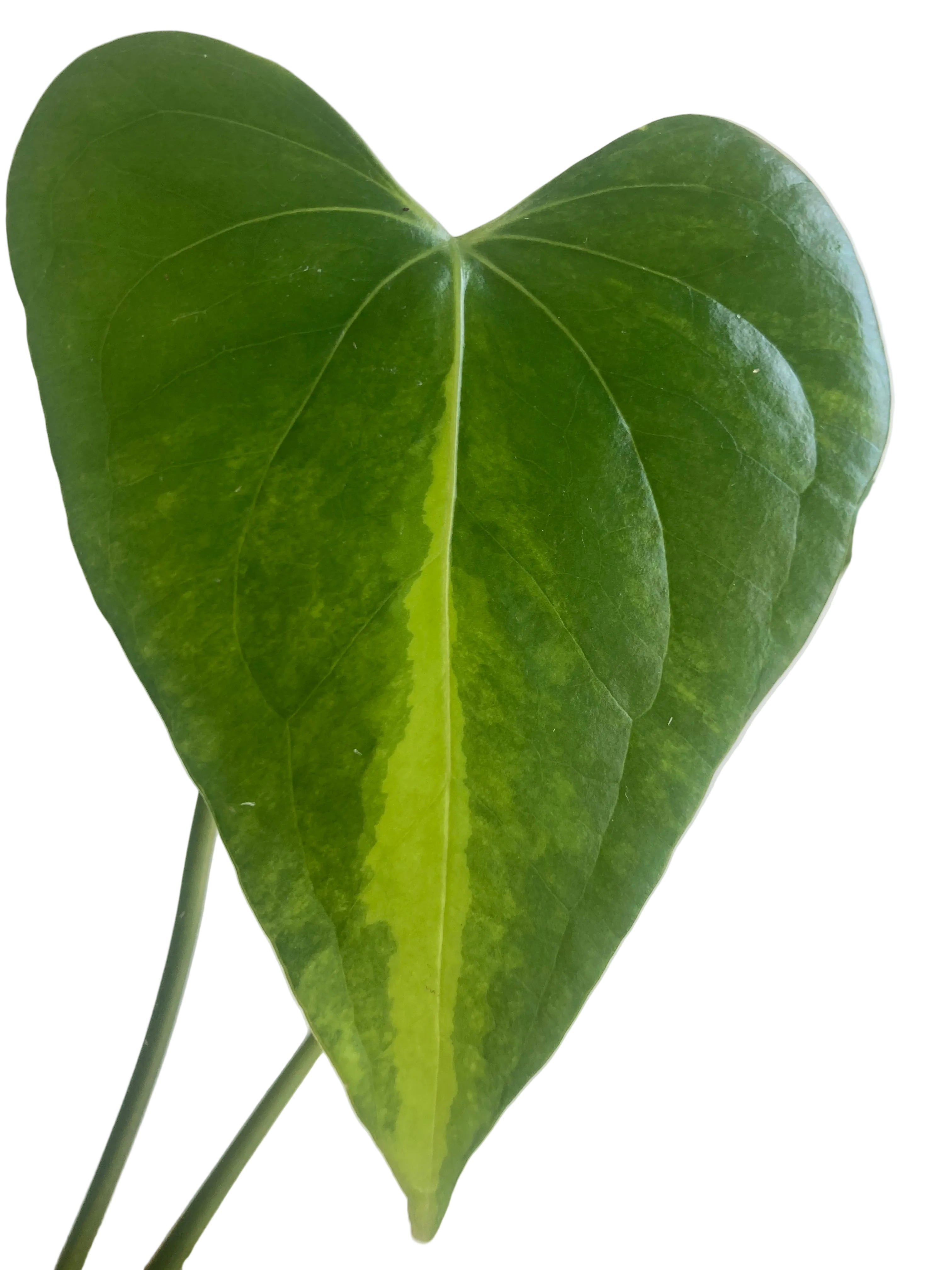 Anthurium  Pterodactyl Variegated