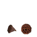 Dried Lotus