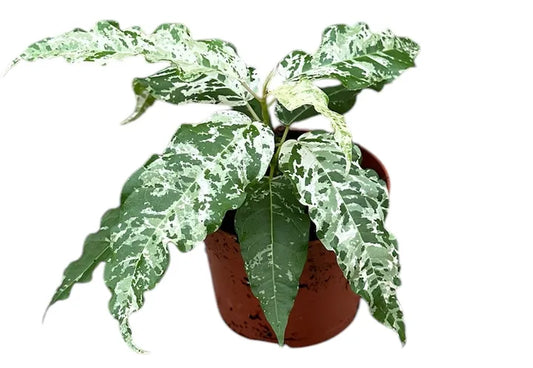 Ficus 'Snowstorm'
