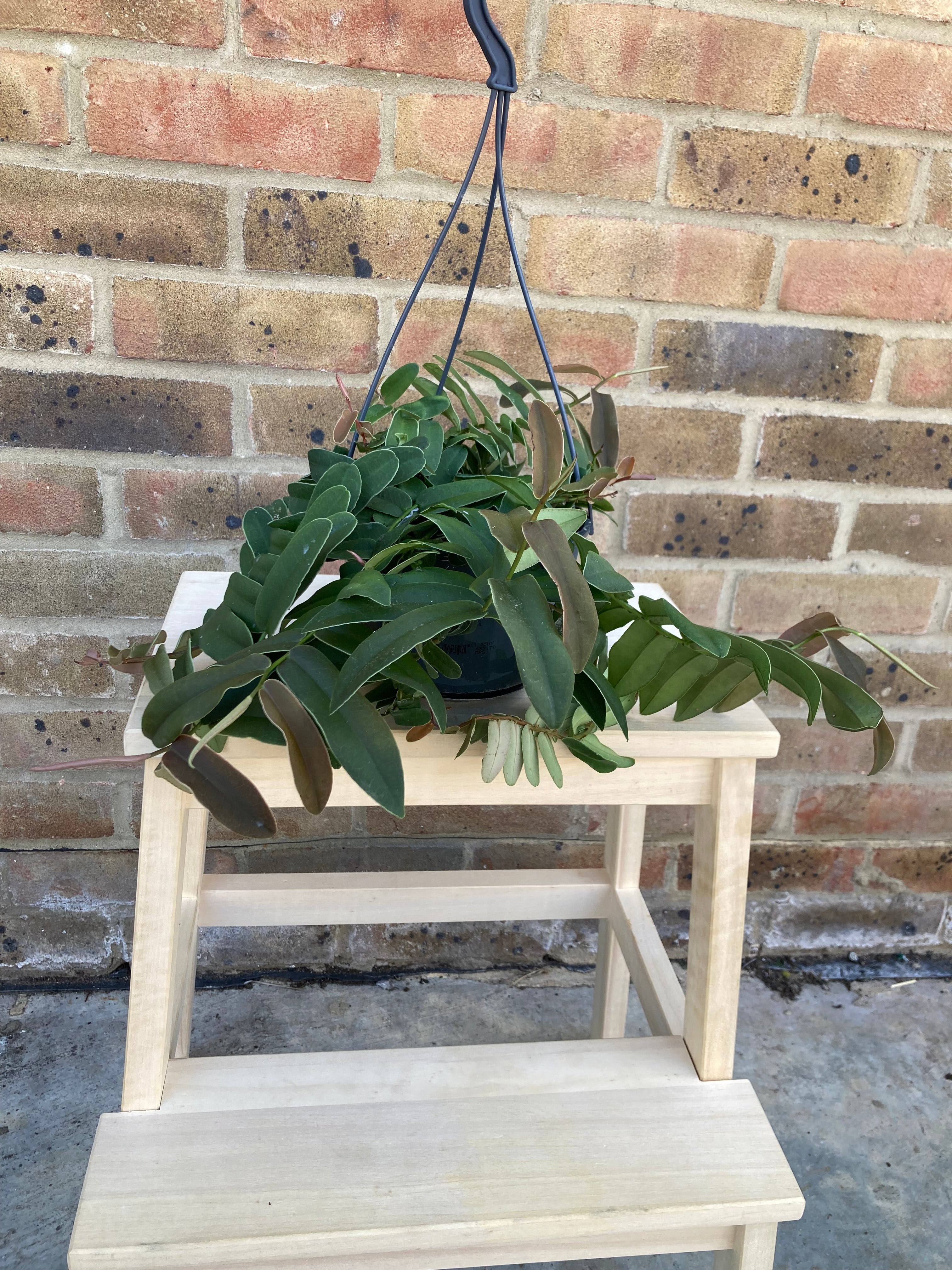 Marcgravia sintenisii