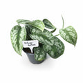 Scidnapsus Silver Splash