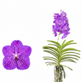 Vanda ‘New Blue’