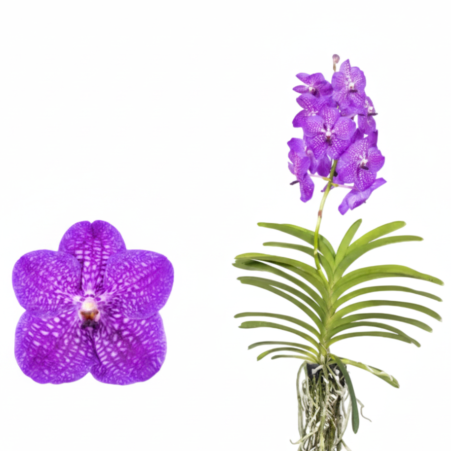 Vanda ‘New Blue’