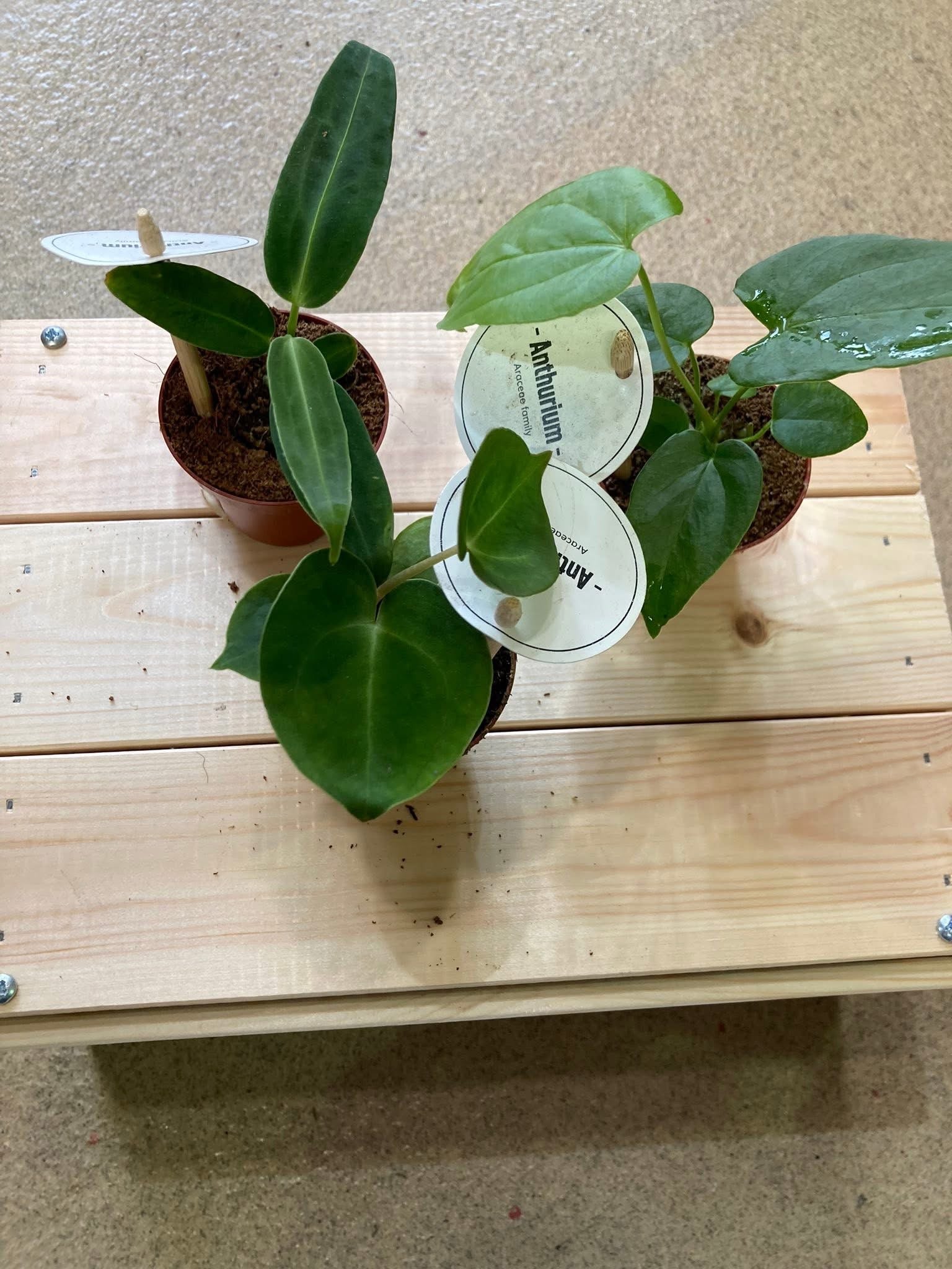 Anthurium Mistery Box