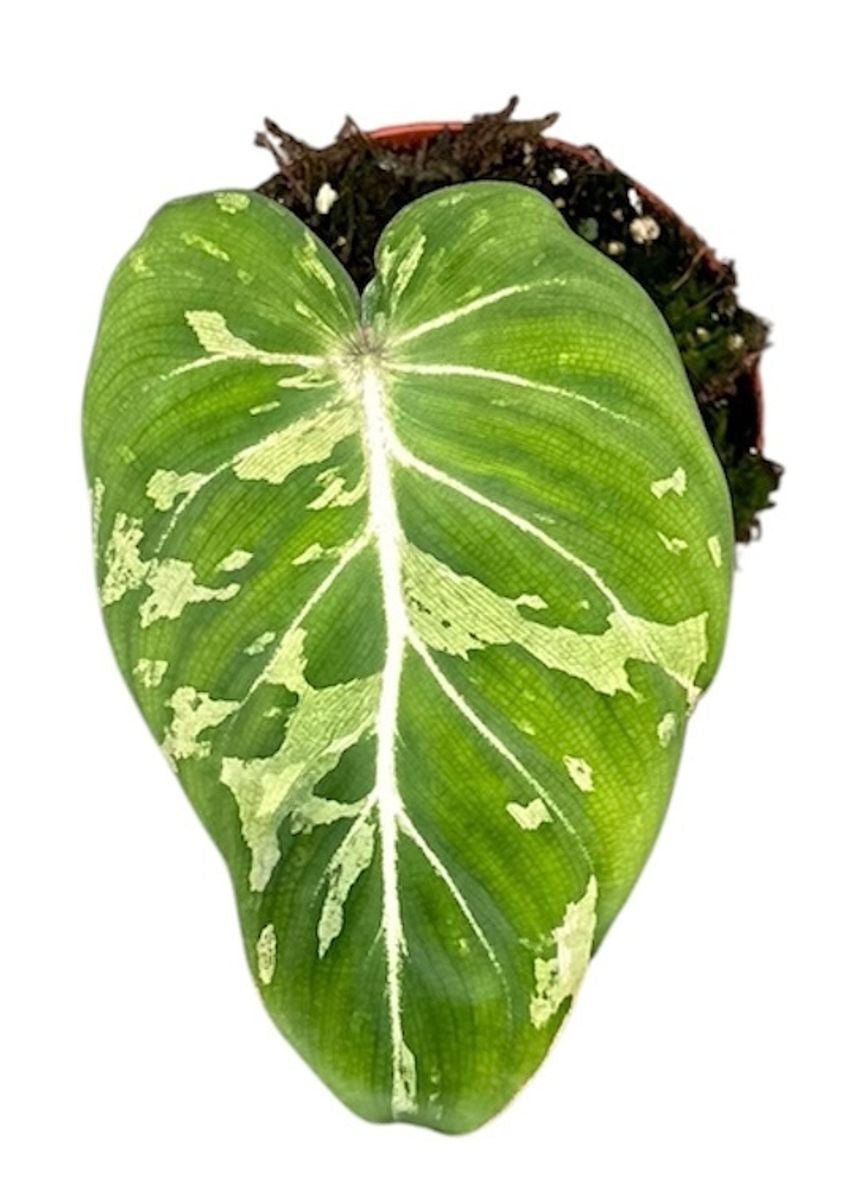 Philodendron Gloriosum Snow Leopard Var.