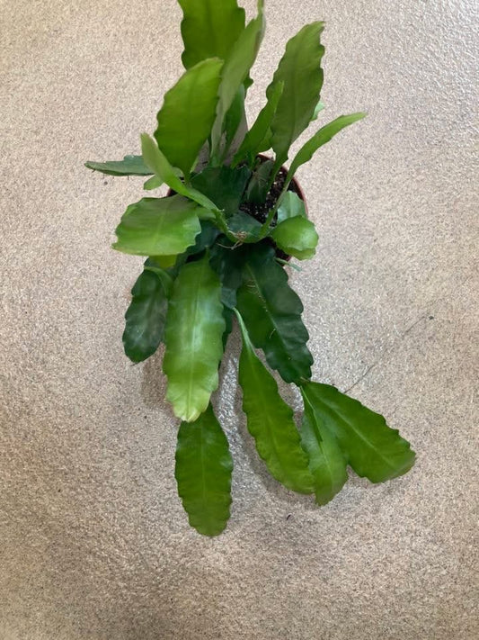 Epiphyllum 'Fruhlingsgold'