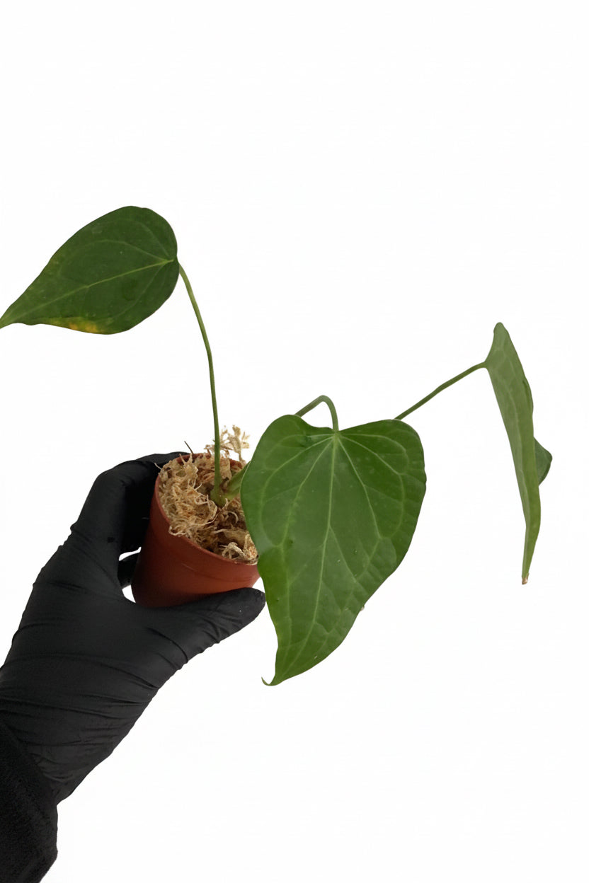 Anthurium Delta Force (P8)