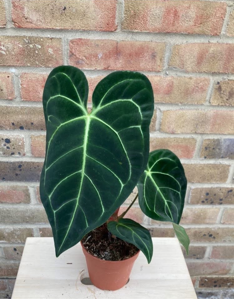 Anthurium Regale