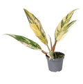 Philodendron Caramel Marble