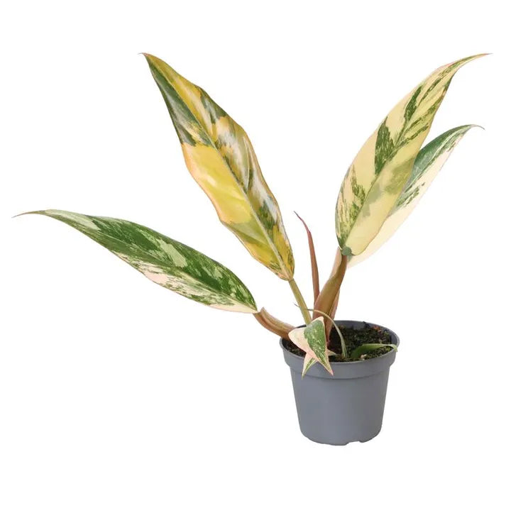 Philodendron Caramel Marble