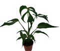 Monstera Burle Marx Flame