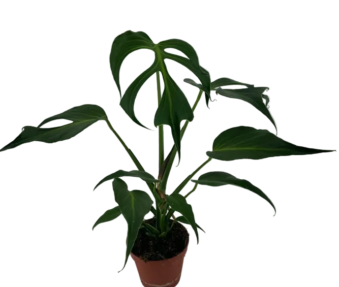 Monstera Burle Marx Flame