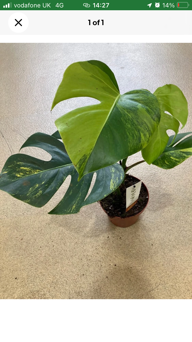 Monstera Deliciosa  Aurea