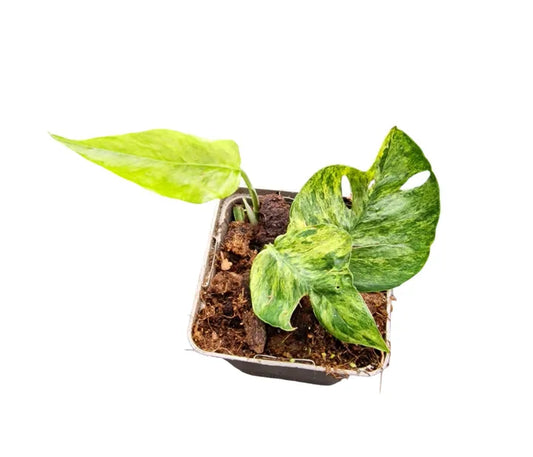Epipremnum Pinnatum “Mint”