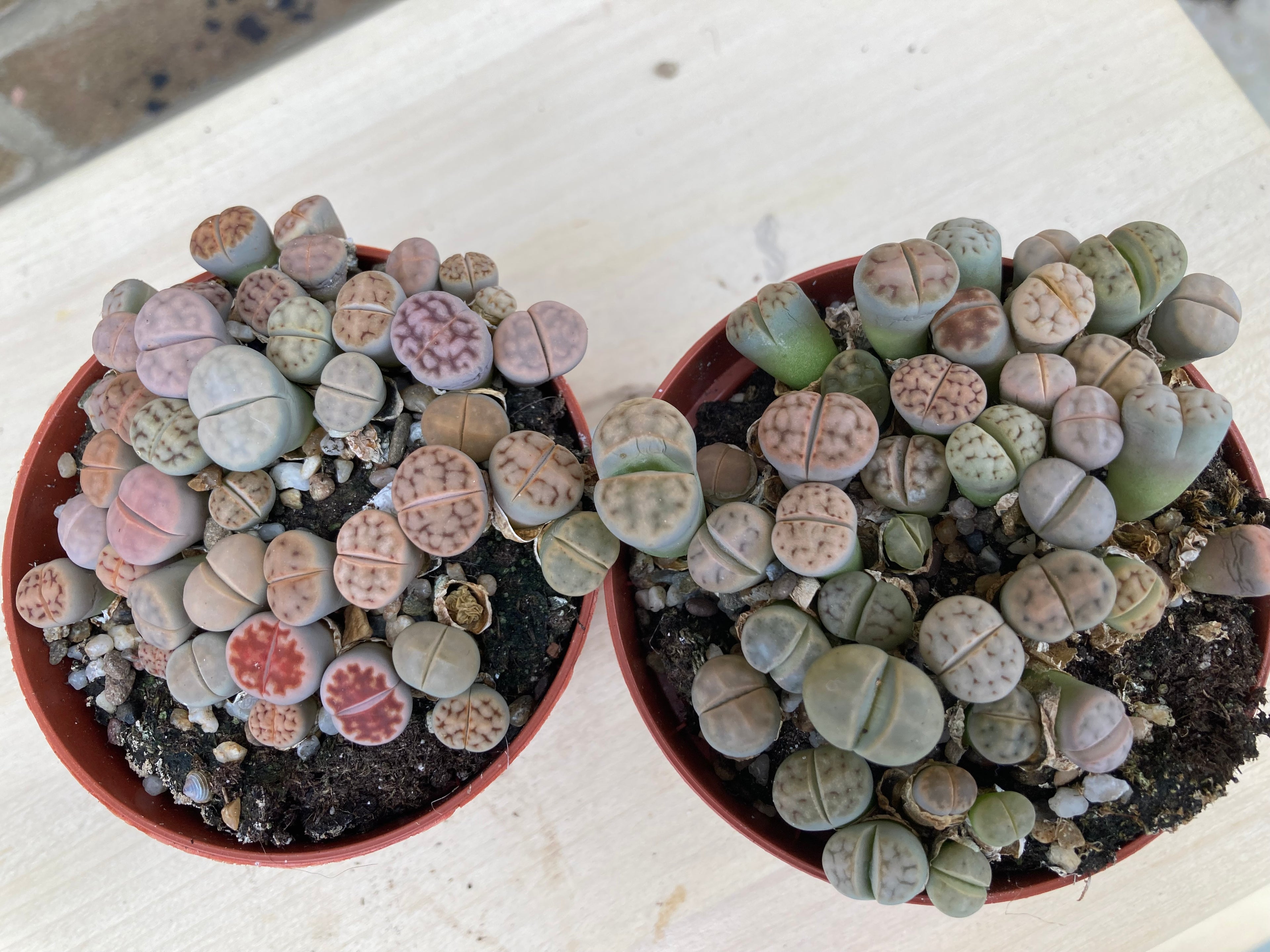 Lithops sp
