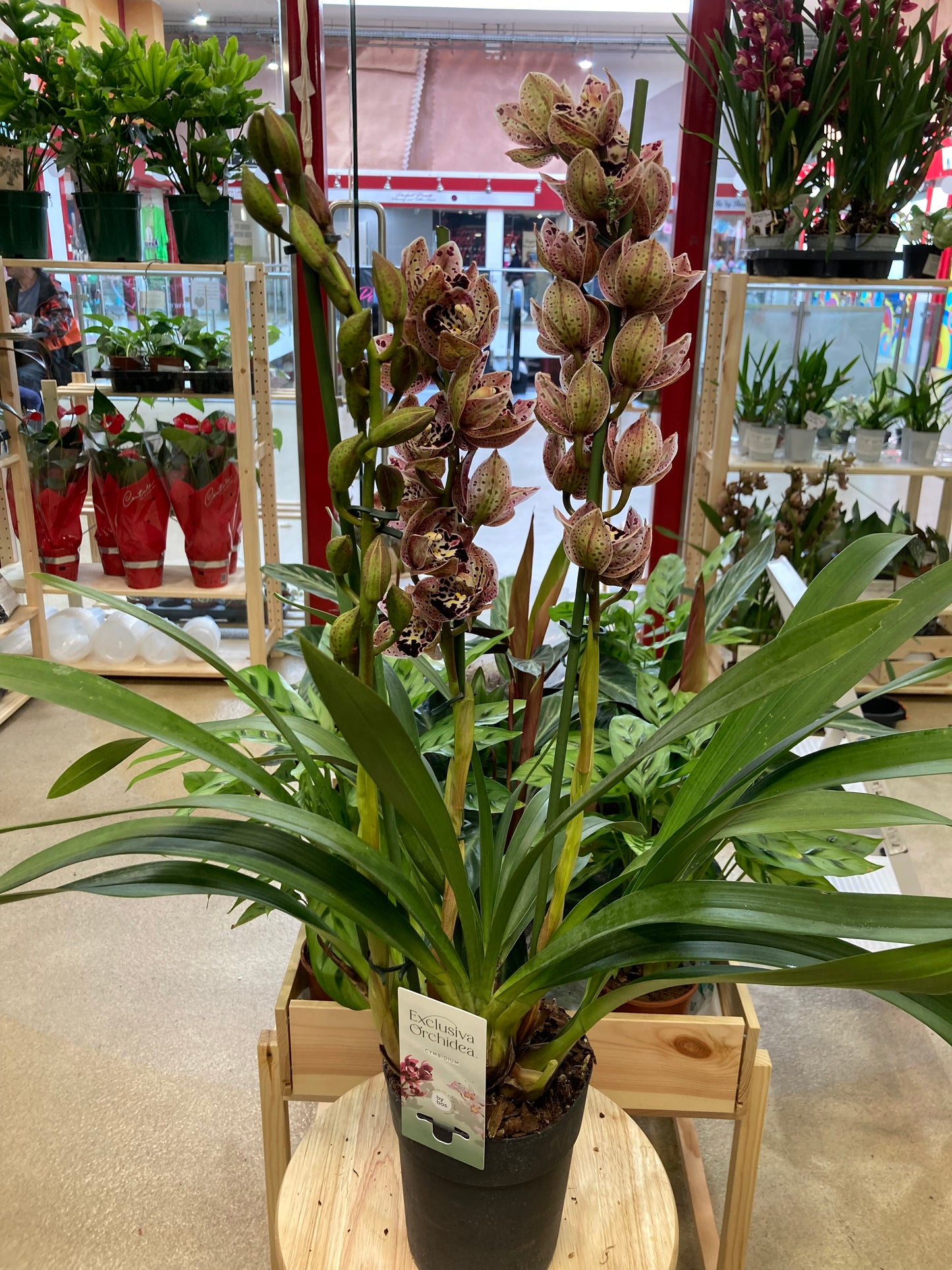 Cymbidium Magic Vogel