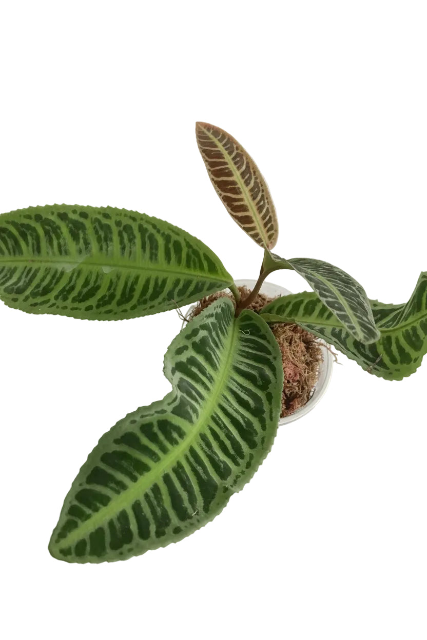 Labisia Japonia (P10,5)