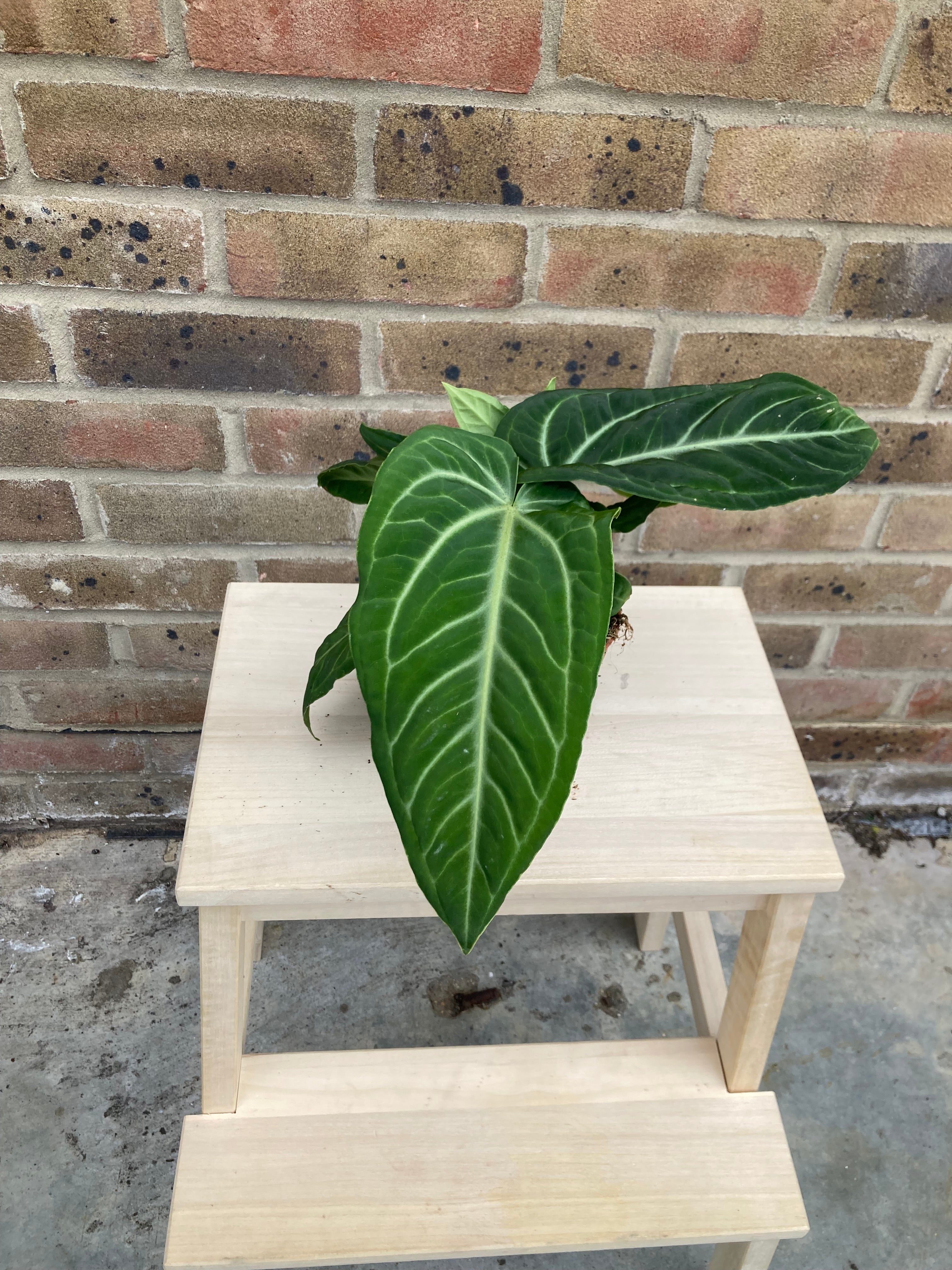 Anthurium Villenaorum