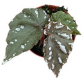 Begonia sp Sumatra