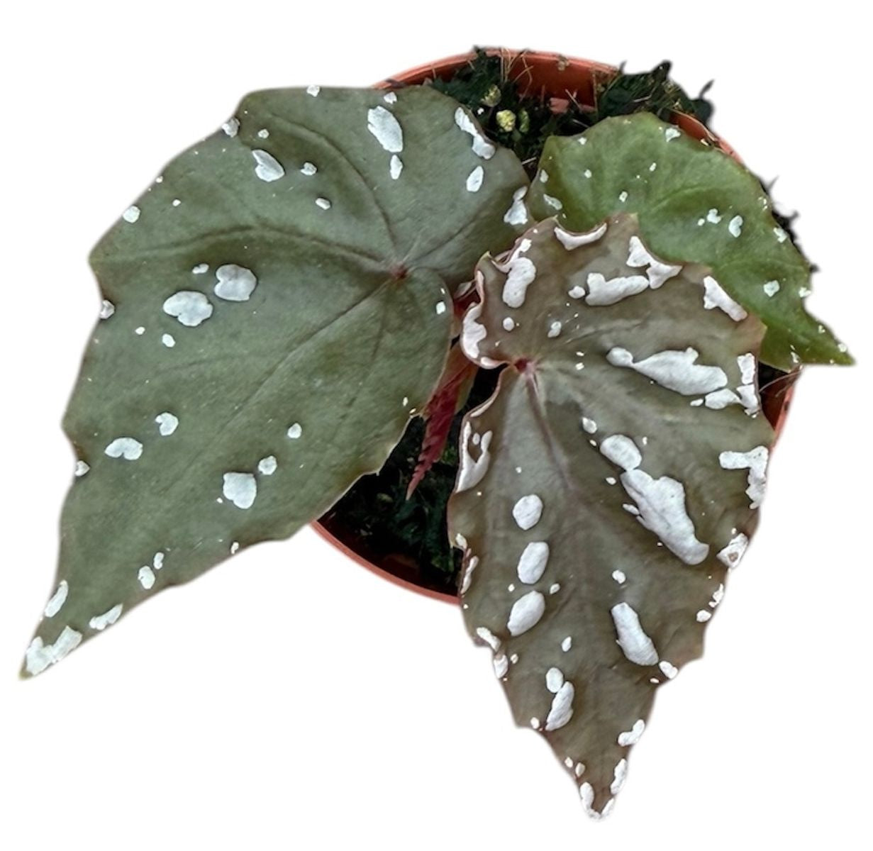 Begonia sp Sumatra