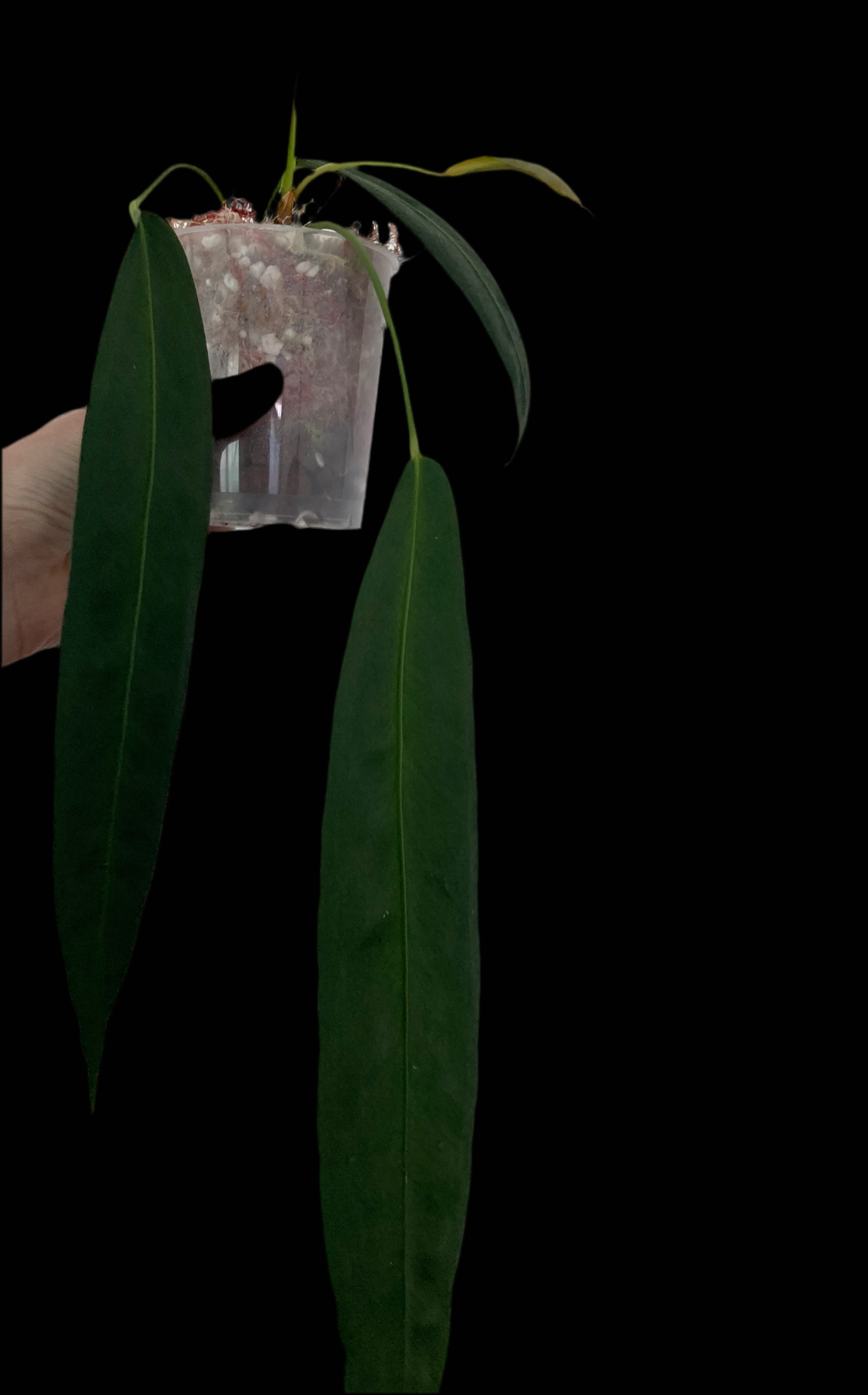 Anthurium Wendlingeri