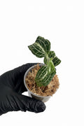 Anoectochilus Siamensis